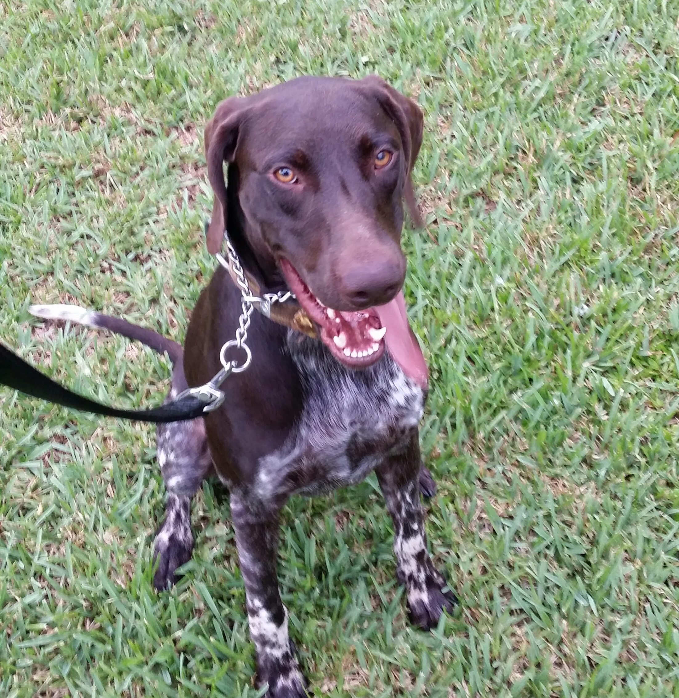 Narcotics K-9 acquired for PBSO