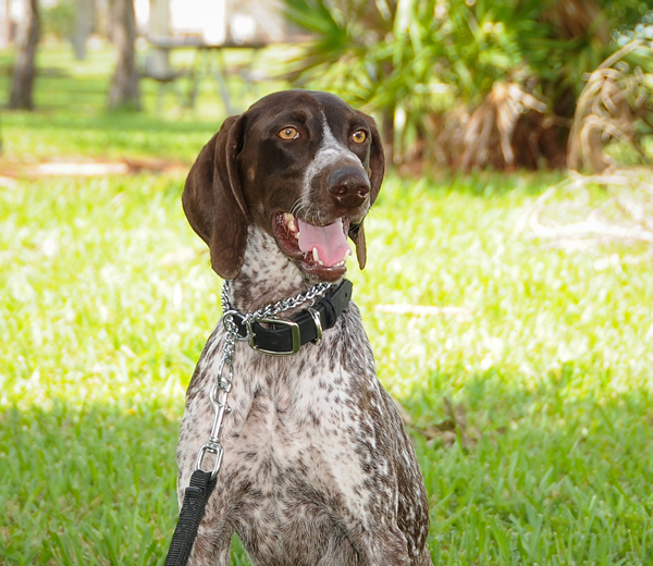 Dual-purpose K-9 Acquired for PBSO