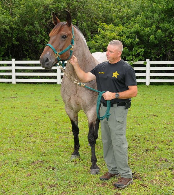Horse Donated for PBSO